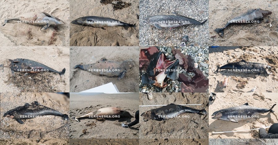 На берегу Черного моря найдены дельфины с отрезанными плавниками