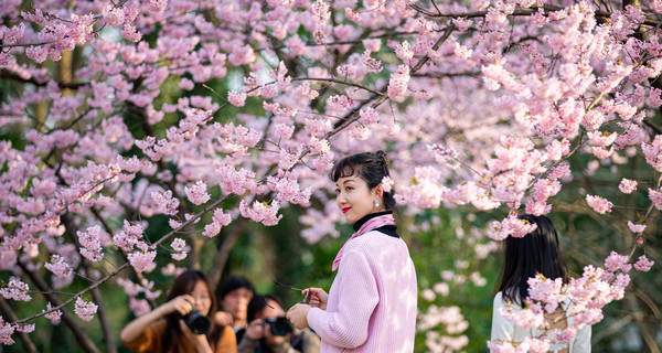 Дух весны: в Китае и Японии расцвели сакуры 