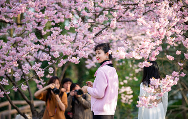 Дух весны: в Китае и Японии расцвели сакуры 