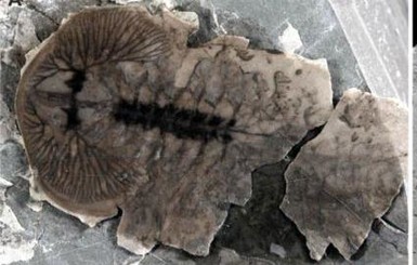 В Китае обнаружили окаменелости тысяч неизвестных науке видов 