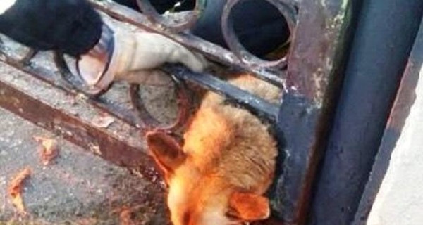 В Павлограде спасли собаку, которая из-за щек застряла в заборе