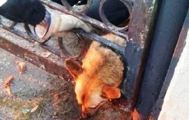 В Павлограде спасли собаку, которая из-за щек застряла в заборе