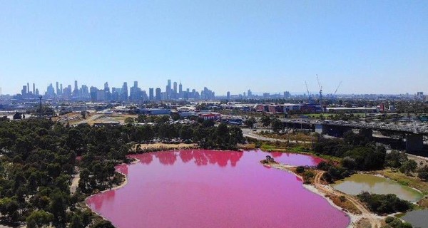 В Австралии появилось розовое озеро