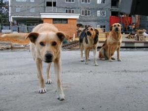 Бродячих собак теперь будут ловить ласково 