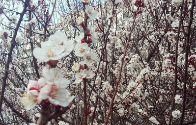 В Украине вовсю цветут абрикосы