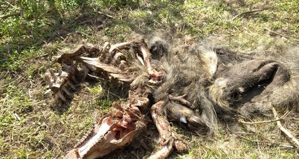 В заповеднике на острове Хортица уничтожат диких кабанов