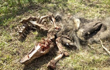 В заповеднике на острове Хортица уничтожат диких кабанов