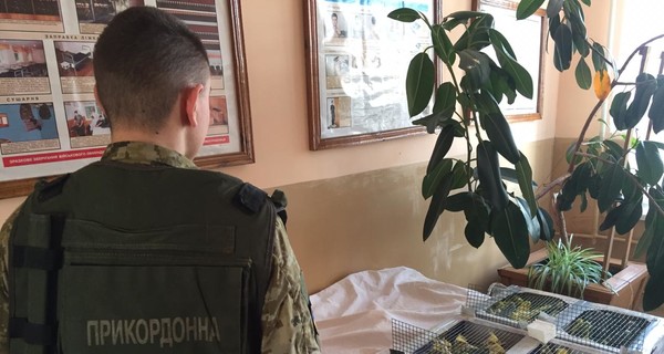 Под Житомиром украинец пытался контрабандой пронести в Беларусь 150 попугаев