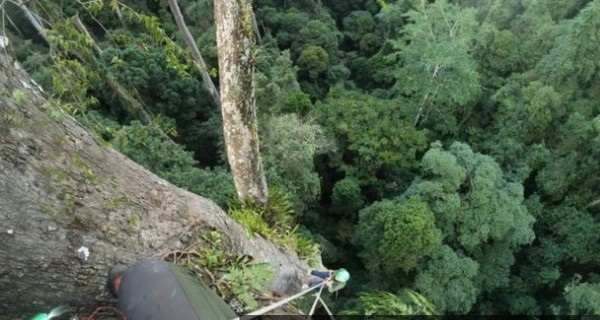 Ученые нашли самое высокое тропическое дерево в мире 