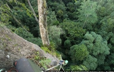 Ученые нашли самое высокое тропическое дерево в мире 