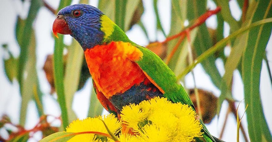 Невероятно яркие птицы на снимках фотографа из Австралии