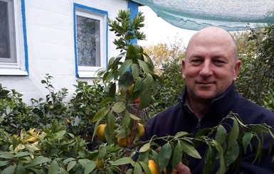 Председатель сельсовета вырастил 200 сортов цитрусовых в одной теплице