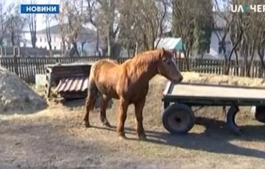 Детский сад ищет непьющего хозяина коню Мальчику