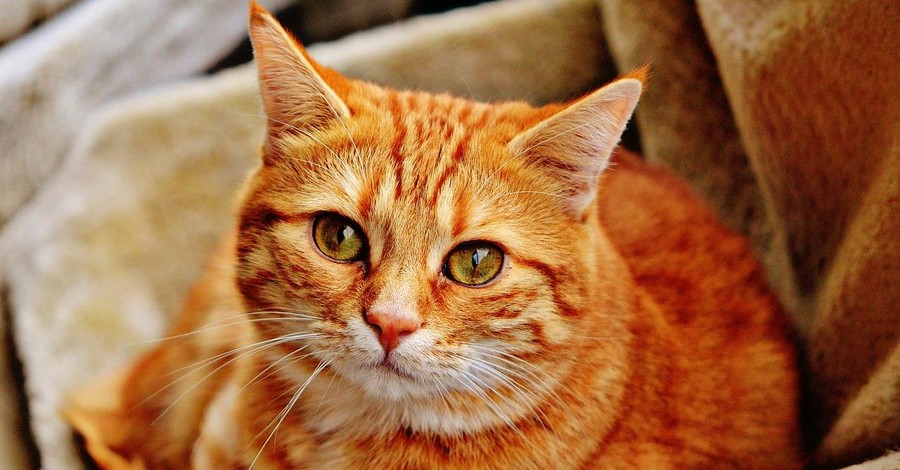 Ученые выяснили: коты знают, как их зовут, но реагируют только когда им выгодно