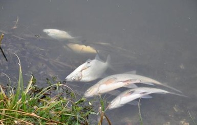 В Житомирской области массово передохла рыба