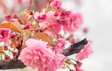 В Ужгороде началось цветение сакуры 