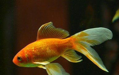 В Британии умерла самая старая золотая рыбка