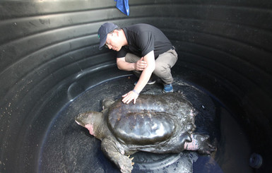 В Китае умерла одна из четырех оставшихся в живых мягкотелых черепах