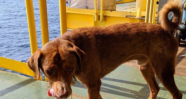 Рабочие Таиланда спасли раненую собаку, уплывшую за 220 километров