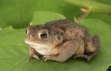В Ровенской области жаба помогла подростку украсть смартфон