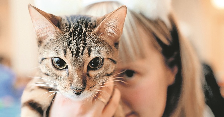 Научно доказано: кошки понимают человеческую речь