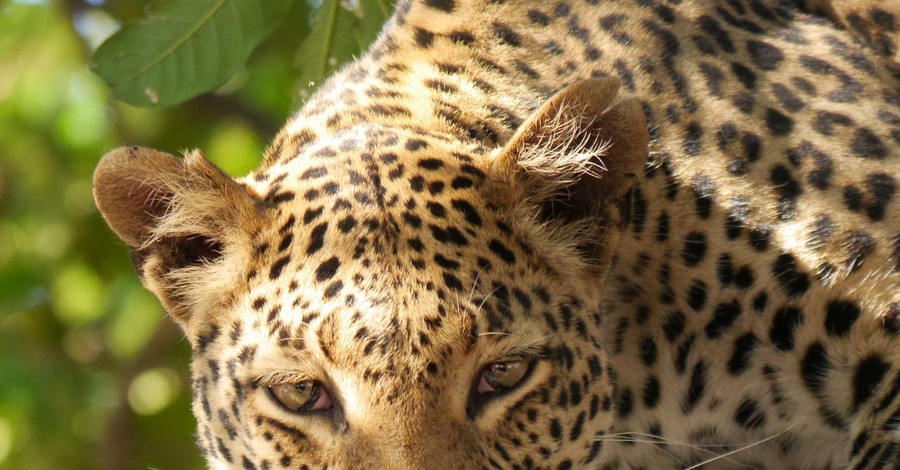 На Шри-Ланке леопард напал на рабочих, одного загрыз
