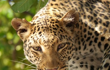На Шри-Ланке леопард напал на рабочих, одного загрыз