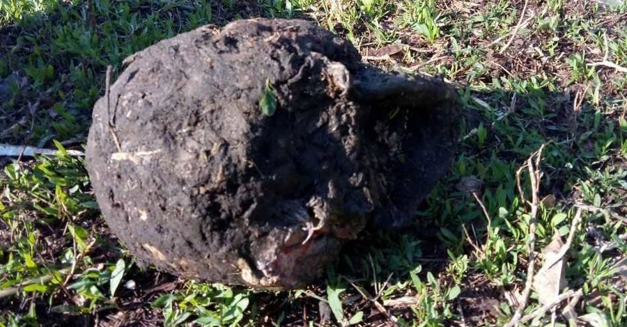 Жительница Харьковщины нашла у себя в огороде останки человека
