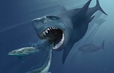 В США школьница нашла на пляже клык доисторической акулы  