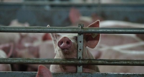 На Сумщине из-за африканской чумы убьют 100 свиней