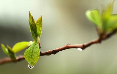 Сегодня днем, 13 мая, в Украине пройдут дожди с грозами