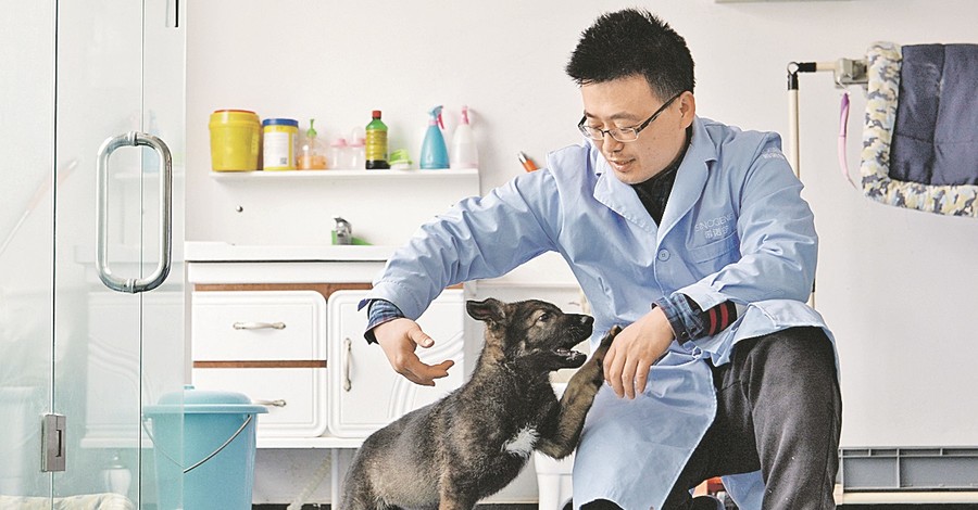 Китайцы клонировали собаку-Шерлока, чтобы не тратить время на обучение