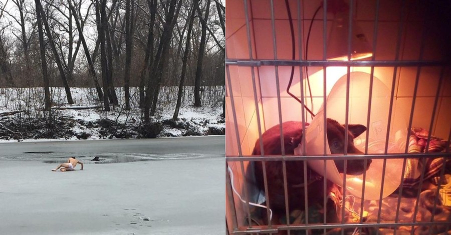Пес, ради спасения которого, сумчанин чуть не утонул в ледяной реке, нашел дом