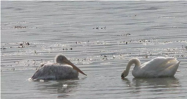 На озере Сиваш стая лебедей приютила розового пеликана 