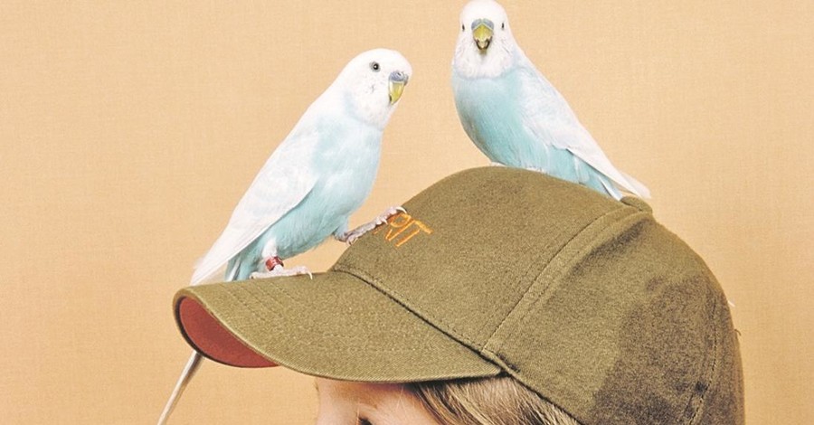 Пять лучших пород говорящих попугайчиков