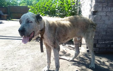 Жительнице Мариуполя украденного пса помогли найти из Австралии