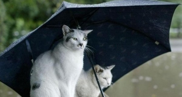 Сегодня днем,7 июня, в Украине пройдут кратковременные дожди