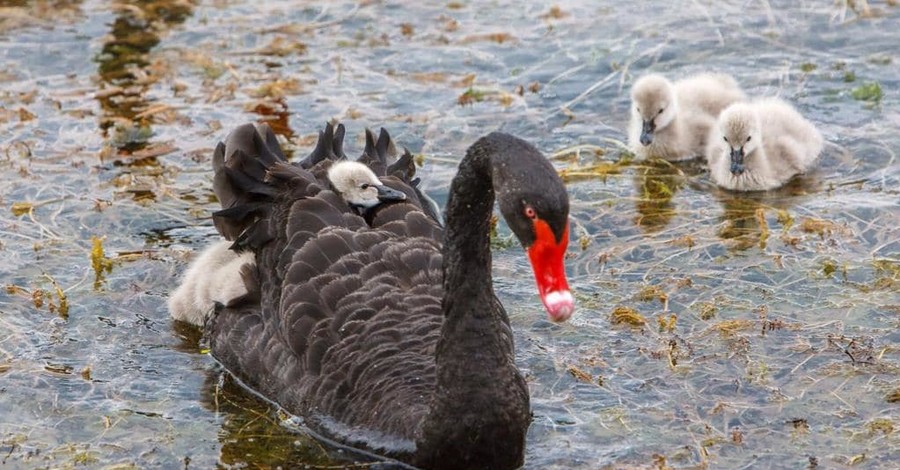 В Кременчуге лебедь Гриша выгнал пловца с озера в городском парке
