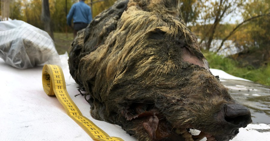 В России нашли нетронутую голову гигантского доисторического волка