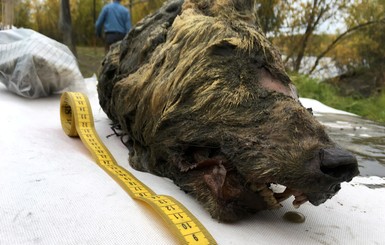 В России нашли нетронутую голову гигантского доисторического волка
