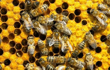 Пограничники не пустили в Россию 800 пчел из Украины