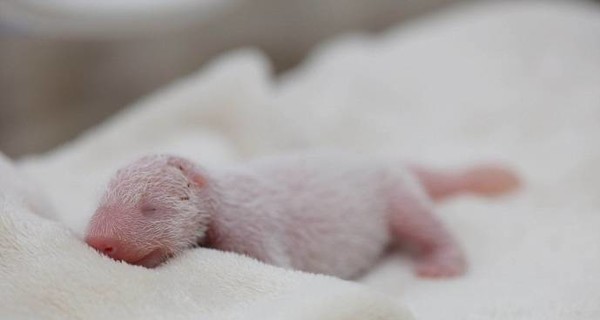 В Китае родилась самая маленькая и легкая панда в мире
