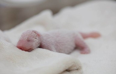 В Китае родилась самая маленькая и легкая панда в мире