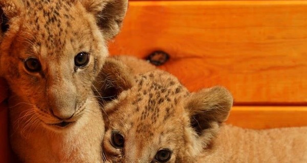 Путешествие бердянских львят в Южную Африку обойдется в 32 тысячи долларов 
