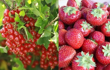 От клубники до смородины: секреты покупок ягод