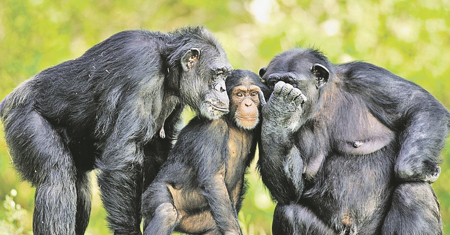 Под влиянием человека шимпанзе начали глупеть 