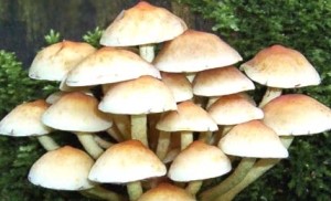 Семья отравилась грибами, которые собирала в собственном дворе 