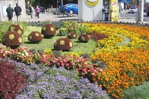 Воровка цветов может сесть за выкопанные чернобривцы 