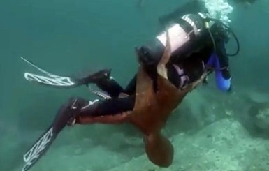 В Японском море гигантский осьминог вцепился в ногу дайвера