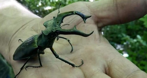 Ученые: Не трогайте жуков - у них и так жизнь тяжелая